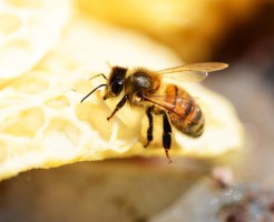 honey-bee-354993_640
